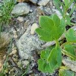 Ranunculus monspeliacus Leaf