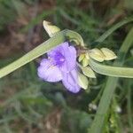 Tradescantia occidentalis Květ