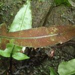 Bolbitis fluviatilis Leaf