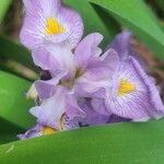 Iris virginica Floare