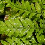 Dryopteris aemula Blad