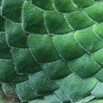 Aeonium tabulaeforme Συνήθη χαρακτηριστικά