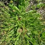 Tolpis staticifolia Blatt