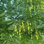 Styphnolobium japonicum Fruit