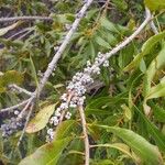 Morella cerifera Fruto