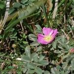 Rosa heckeliana Flor
