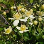 Clematis lasiantha Flor