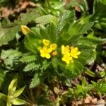 Neatostema apulum Flower