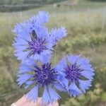 Centaurea sulphurea 花