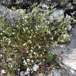 Minuartia rostrata Облик