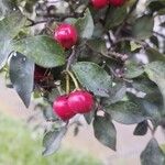 Malpighia glabra Fruit