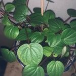 Peperomia albovittata ഇല