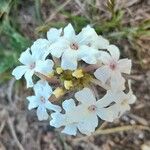 Verbena platensis Flower