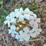 Verbena platensis Flor