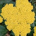 Achillea clypeolata Blomst