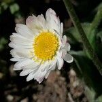 Bellis perennisКветка