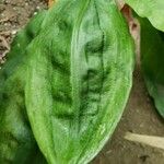 Scadoxus multiflorus 葉