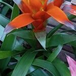 Guzmania spp. Συνήθη χαρακτηριστικά