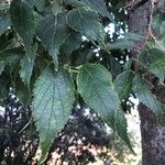 Celtis australisLeaf