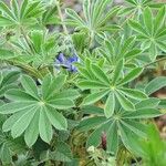 Lupinus micranthus 葉