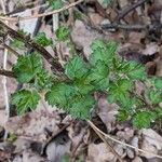 Ribes uva-crispa Blatt