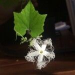 Trichosanthes cucumerina Blüte
