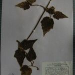 Clematis buchananiana Sonstige