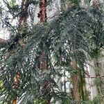 Araucaria cunninghamii Hábitos