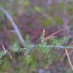 Asparagus acutifoliusLehti