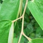 Bauhinia ungulata Other