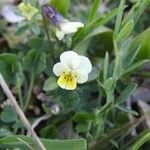 Viola kitaibeliana Floare