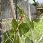 Ficus pertusa Fruchs