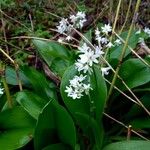 Clintonia udensis Annet