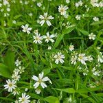 Stellaria palustrisΛουλούδι