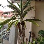 Dracaena bicolor Hostoa