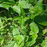 Commelina cyanea Hoja