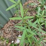 Crotalaria lanceolata Листок