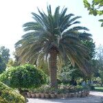 Phoenix canariensis Blatt