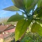 Catalpa speciosa Φύλλο