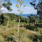 Ferula glauca Habitat