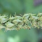 Schoenocaulon officinale Flower