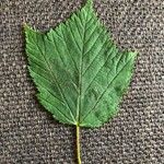 Acer rufinerve Leaf