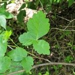 Toxicodendron diversilobum Hoja