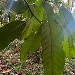 Pseudagrostistachys africana Hoja