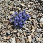 Veronica nummularia Habit