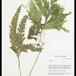 Selaginella parkeri Hoja