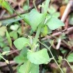 Triodanis perfoliata Blatt