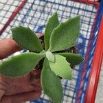 Kalanchoe millotii Leaf