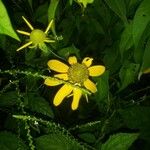 Heliopsis parvifolia Flower