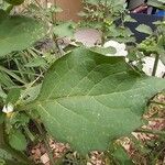 Solanum nigrum Blad